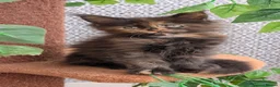 Maine Coon cats for sale: Adorable Maine coon kittens  - Advert 28
