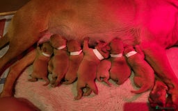 Labrador Retriever dogs for sale: Stunning fox red labrador puppies for sale - Image 2