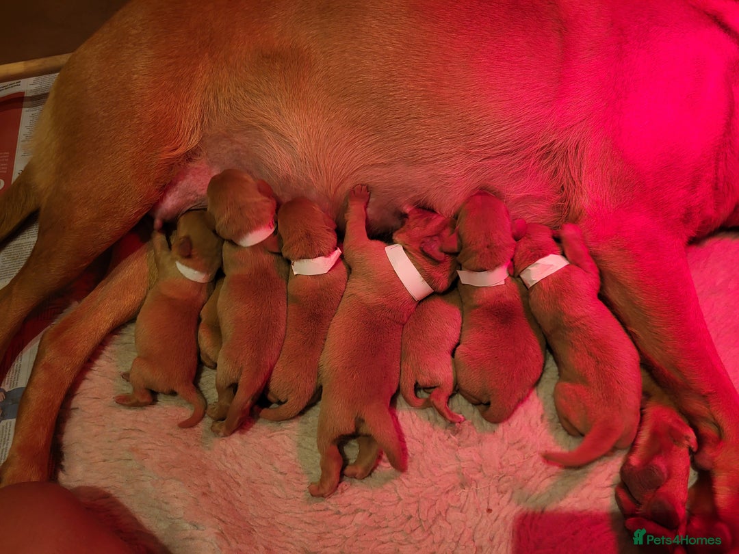 Labrador Retriever dogs for sale: Stunning fox red labrador puppies for sale - Image 2