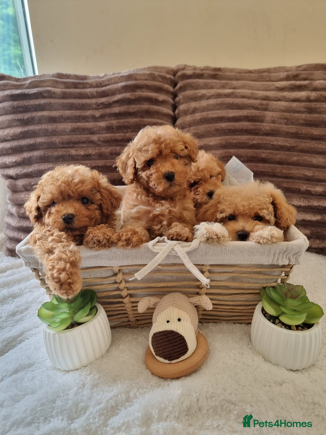 Poochon dogs for sale: 🧸poochon puppies 🧸 - Image 8