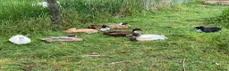 Ducks poultry for sale: Pure Indian Runner Ducklings + Fertile Eggs - Advert 10