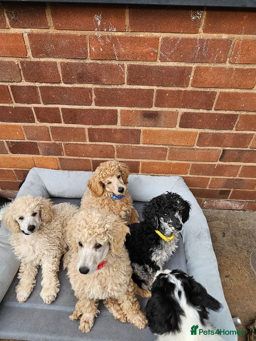 Miniature Poodle dogs for sale: Minatare Poodle Ready Now - Image 14