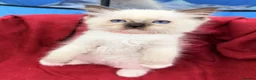 Ragdoll cats for sale: Purebred Ragdoll Kittens  - Advert 26