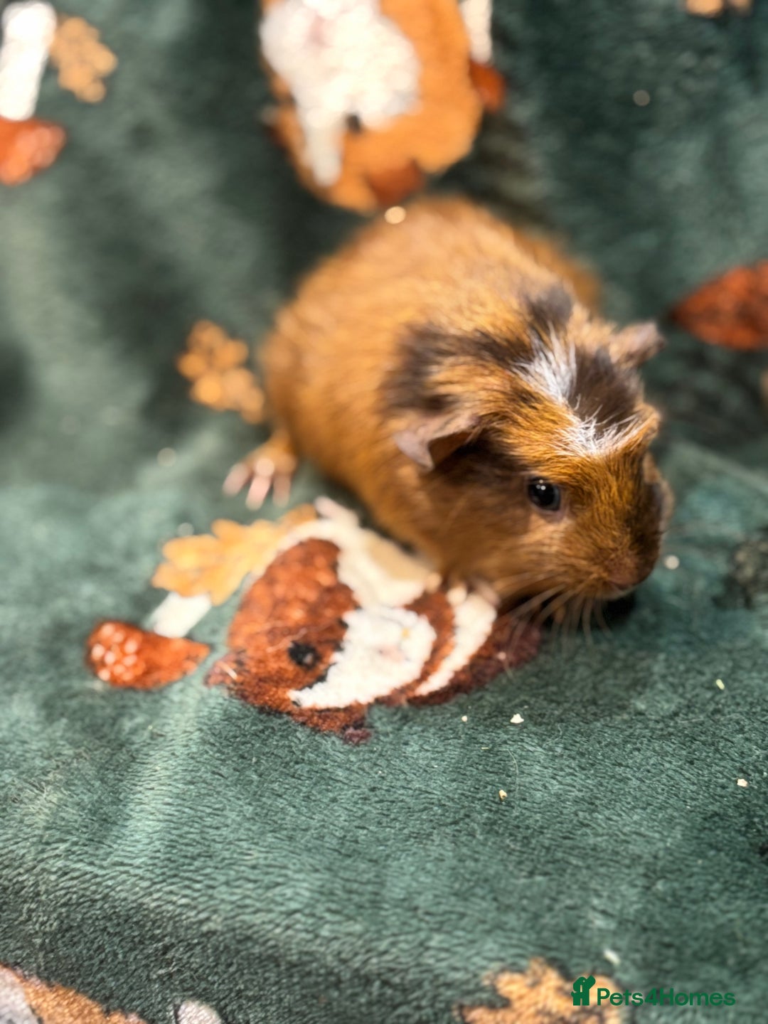 Guinea Pig rodents for sale: 5 sweet boars - Image 5