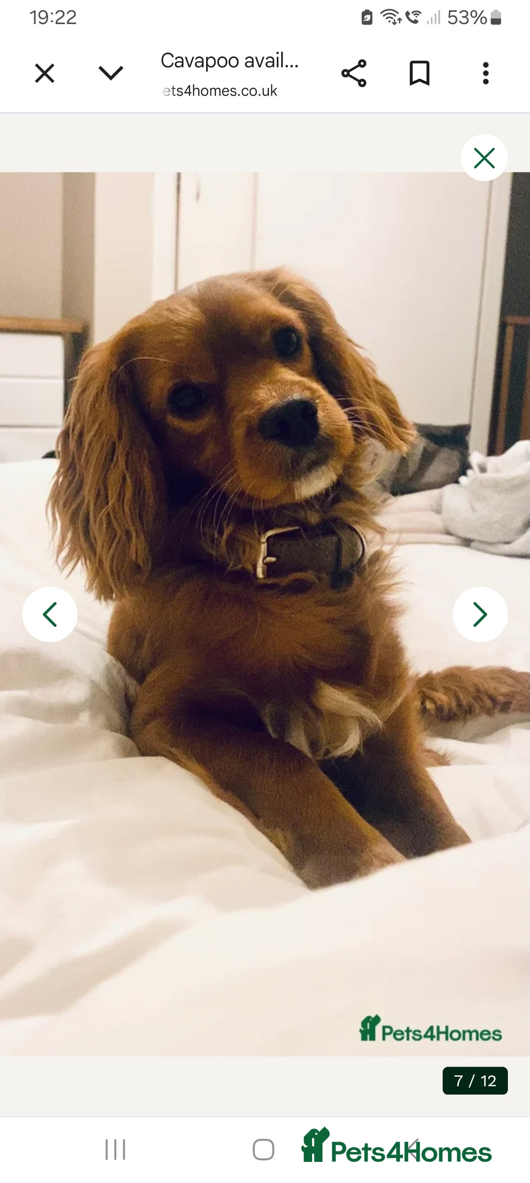 Duke