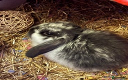 Mini Lop rabbits for sale: Mini Lop rabbit  - Advert 3