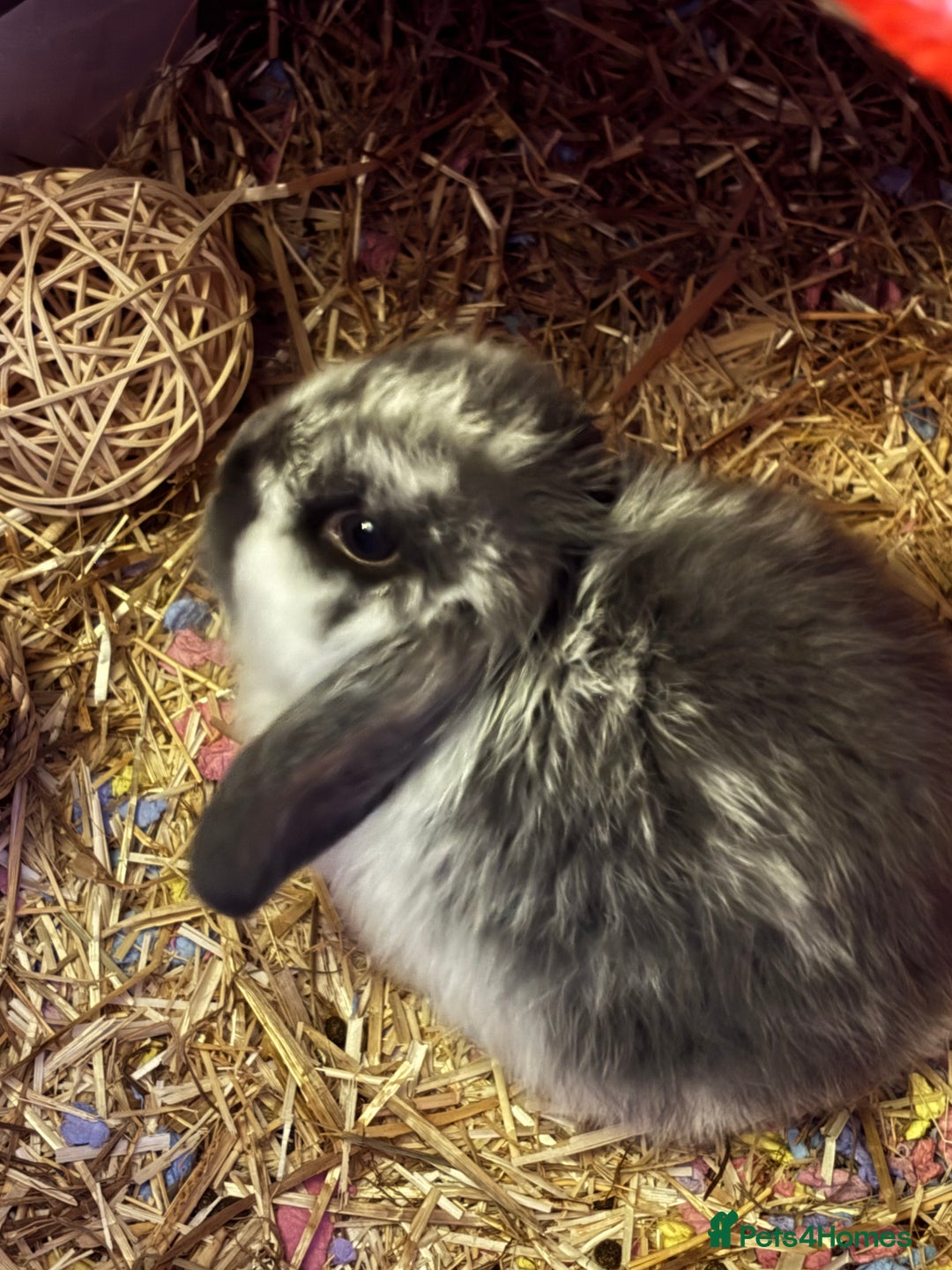 Mini Lop rabbits for sale: Mini Lop rabbit  - Advert 3