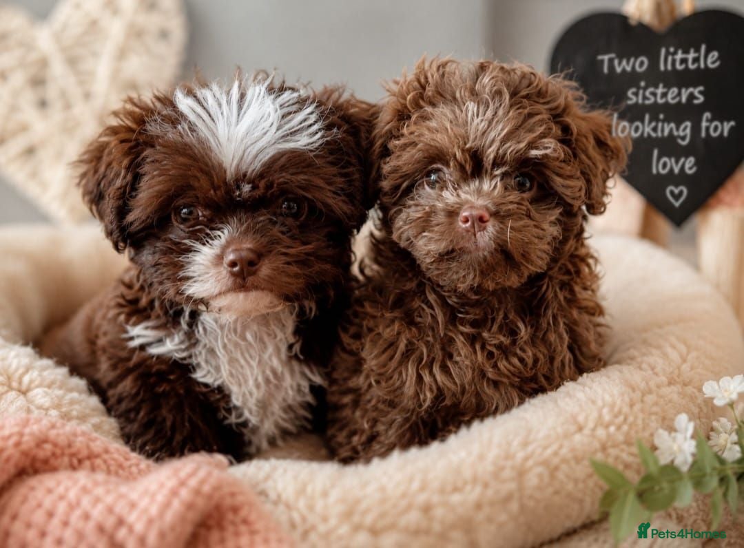 Mixed Breed dogs Imperial Shih Tzu/Poodle X Chocolate Chihuahua  - Advert 12