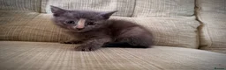 Mixed Breed cats for sale: 🐱 Beautiful Kittens Looking for Loving Homes  - Advert 6