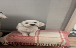 Poochon dogs for sale: Stunning F1 Toy Poochon Puppies BOYS - Image 21