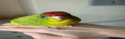 Parakeets birds for sale: Hand Reared Baby Kakariki  - Advert 5