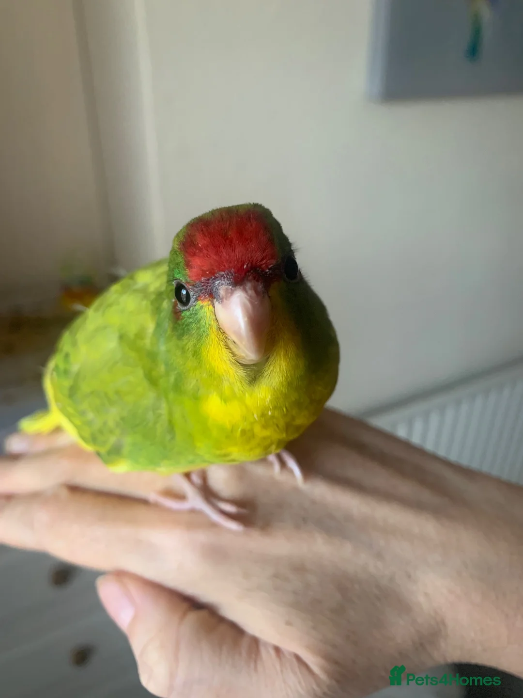 Parakeets birds for sale: Hand Reared Baby Kakariki  - Advert 5