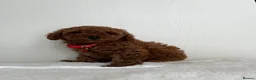 Toy Poodle dogs for sale: Beautiful Toy Poodle Puppies in Sevenoaks - Advert 7