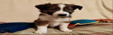 Welsh Collie Puppy 3