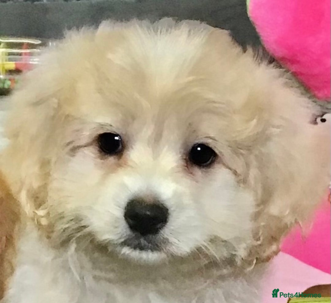 Cavapoo dogs for sale: 🩷F1b CAVAPOO GIRLS~ READY FOR NEW HOMES 🩷 - Image 3