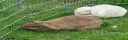 French Lop rabbits for sale: 2 Gorgeous Plush French Mini Lops 6 Months Old - Advert 2