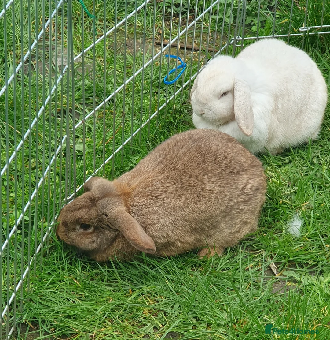 French Lop rabbits for sale: 2 Gorgeous Plush French Mini Lops 6 Months Old - Advert 2