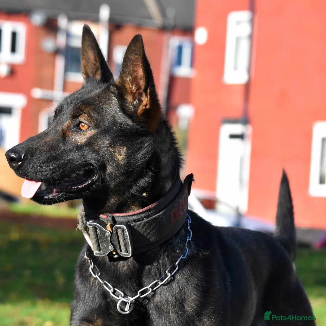 Mixed Breed dogs for sale: Bullherders top working lines  - Advert 24