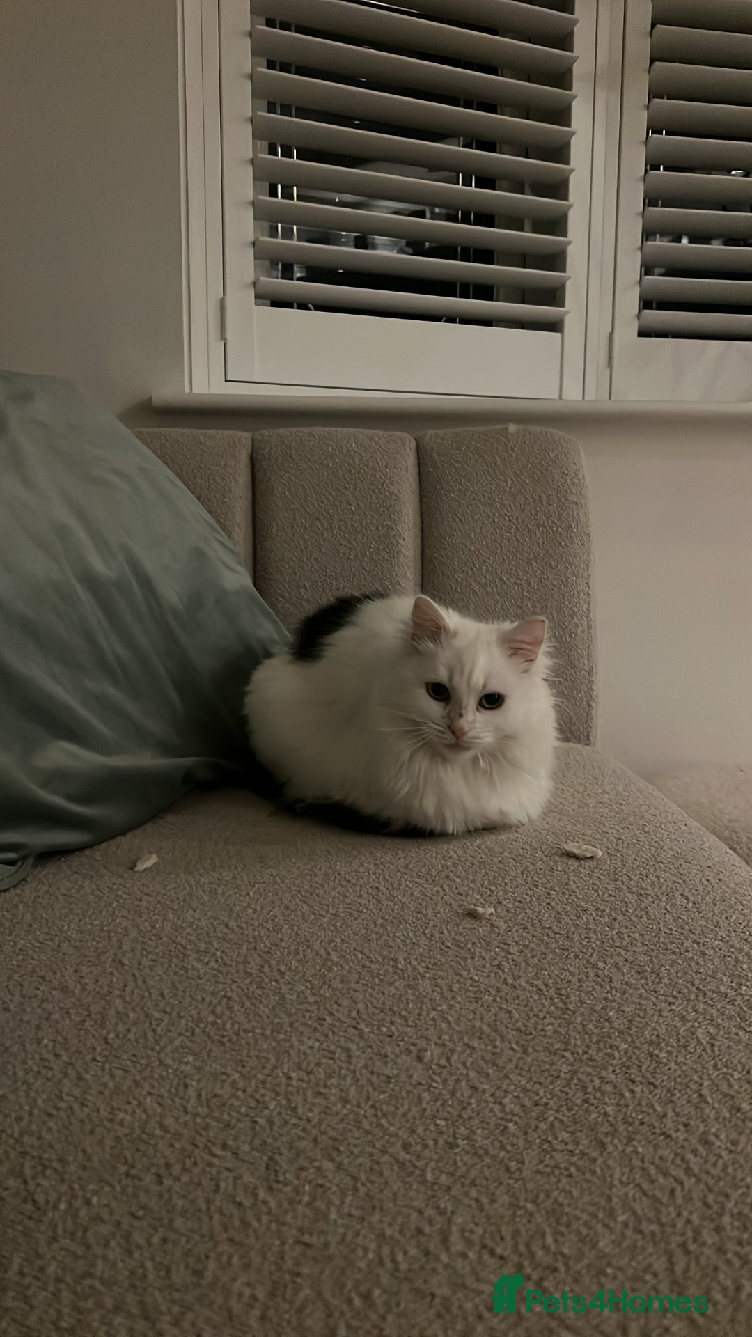 Mixed Breed cats for sale: Female white longhair cat looking for home - Image 1