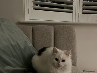 Mixed Breed cats - Advert 18