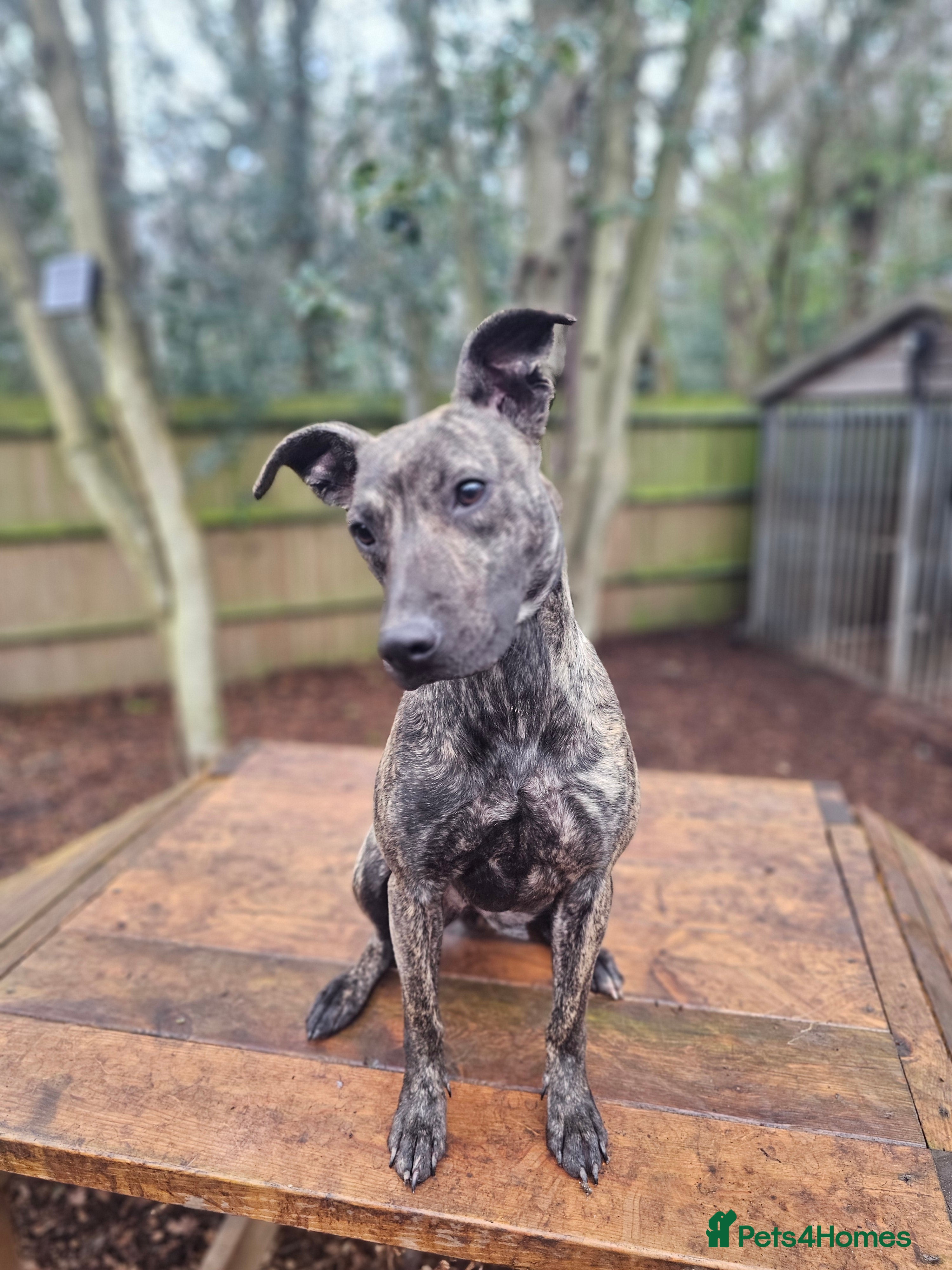 Mixed Breed dogs 1 x 9 month Lurcher x bullmastiff  - Advert 3