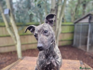 Mixed Breed dogs 1 x 9 month Lurcher x bullmastiff - Advert 3