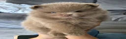 Pomeranian dogs for sale: Lilac & lilac and tan male  - Advert 1