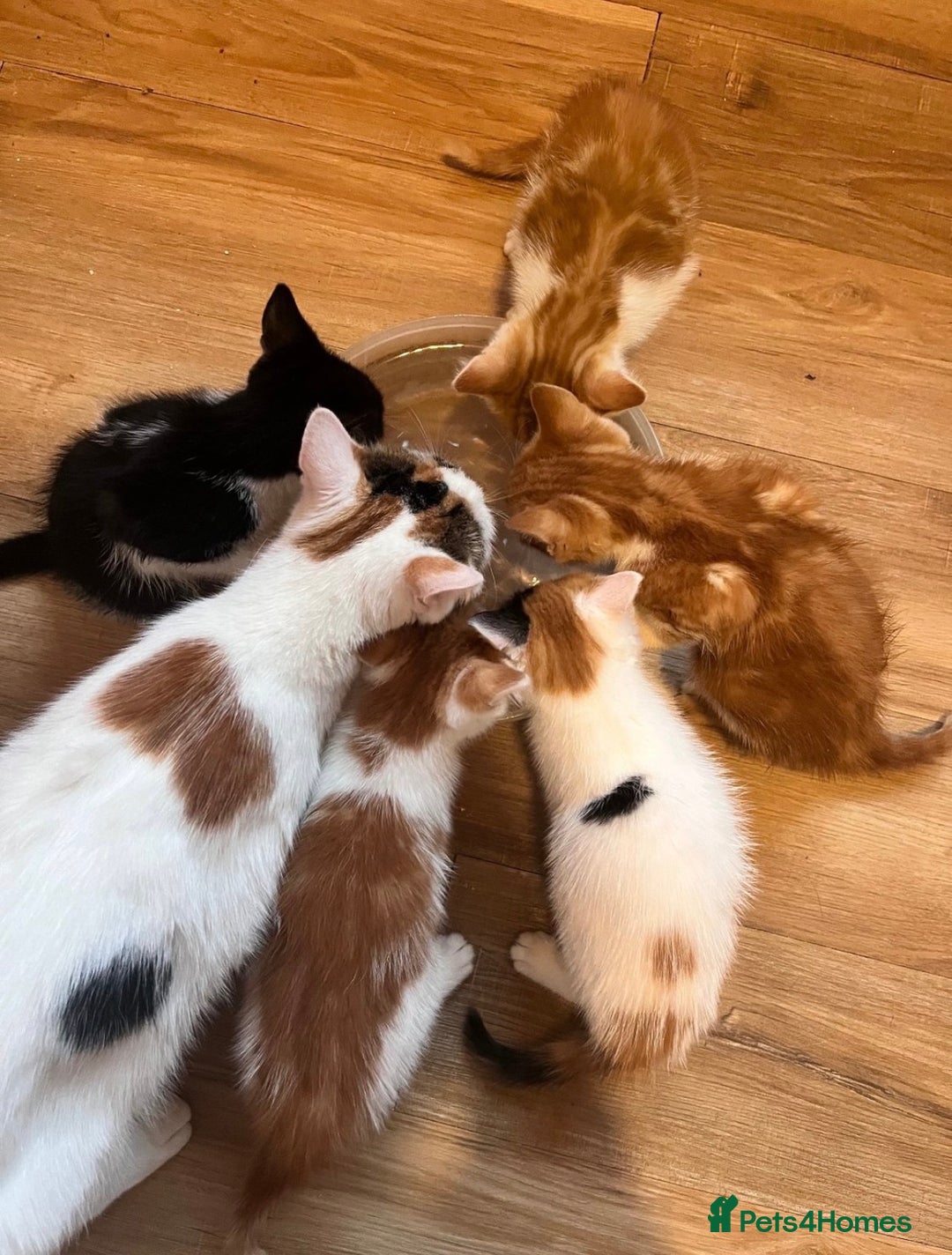 Mixed Breed cats for sale: Ginger & White Kitten Playful, Affectionate 🐾 - Image 9