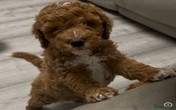 Cockapoo dogs for sale: 5 🌟 fox red cockapoo babies  ready  🏠 now 🐶 - Image 11