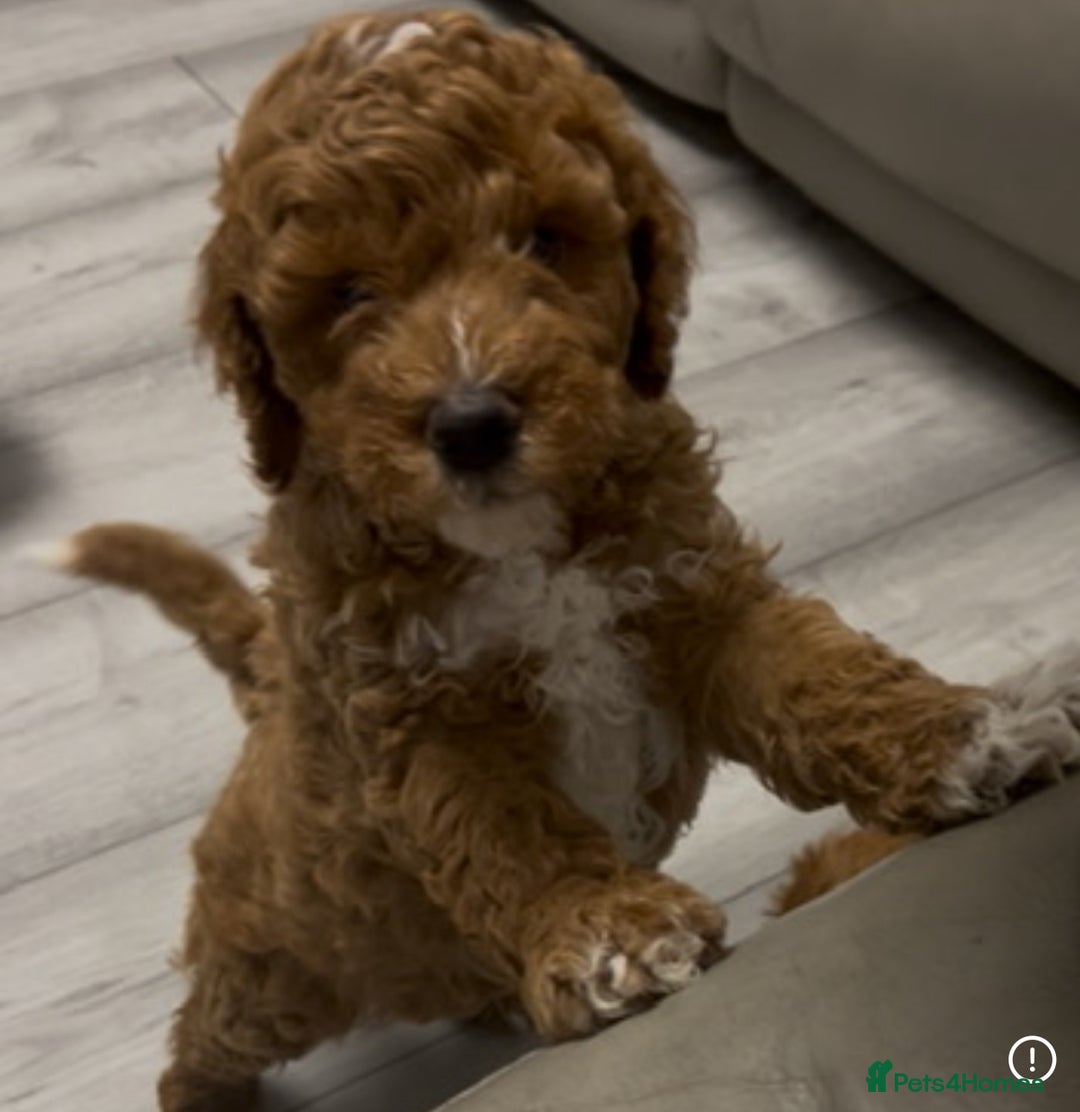 Cockapoo dogs for sale: 5 🌟 fox red cockapoo babies  ready  🏠 now 🐶 - Image 11