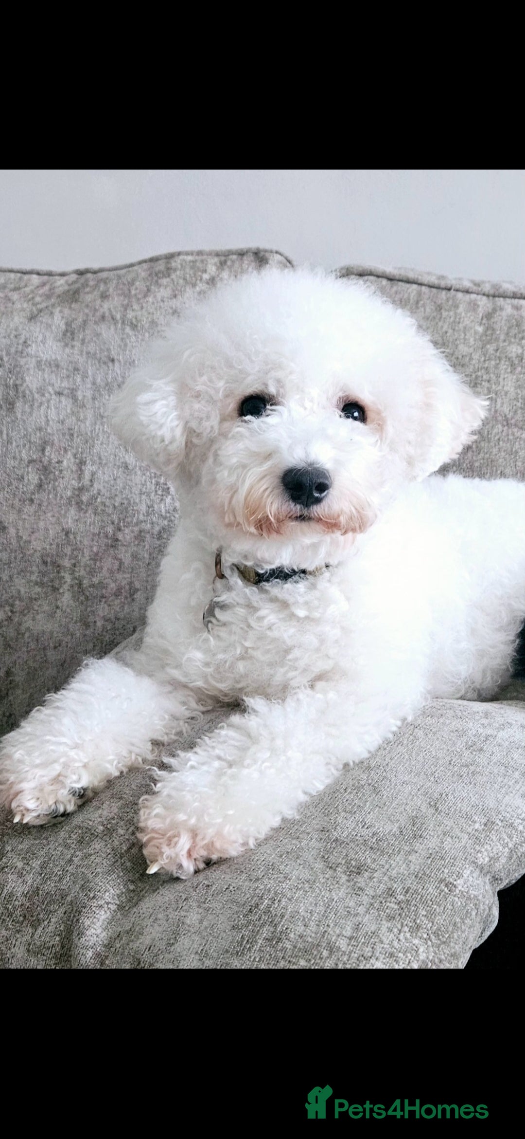 Bichon Frise dogs for sale: Pure Bred Bichon Frise Puppies  - Advert 2