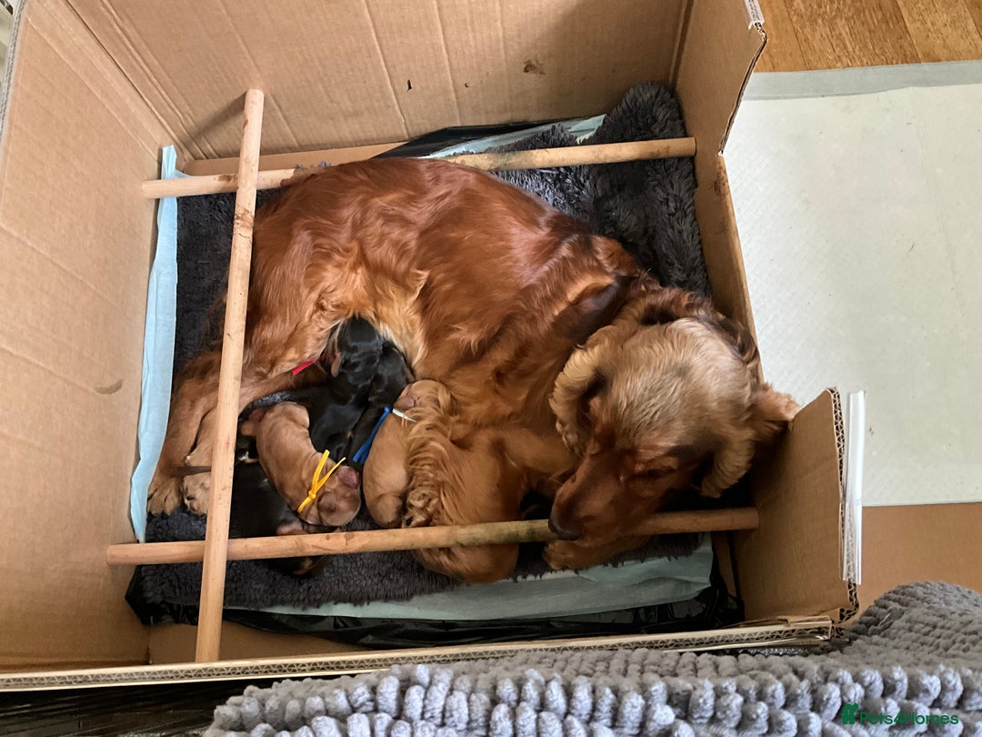Cocker Spaniel dogs for sale: Sandy - Image 2