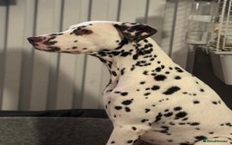 Dalmatian dogs for sale: Liver Dalmatian for sale.  - Image 2