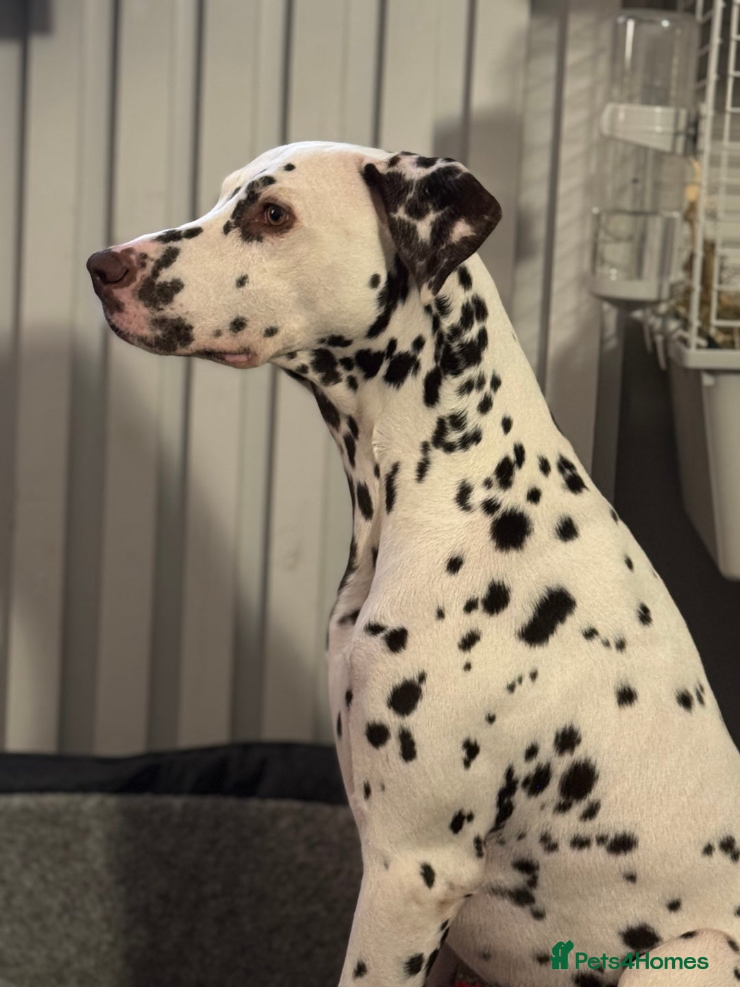 Dalmatian dogs for sale: Liver Dalmatian for sale.  - Image 2