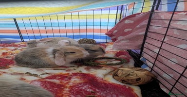 English Lop rabbits - Advert 4