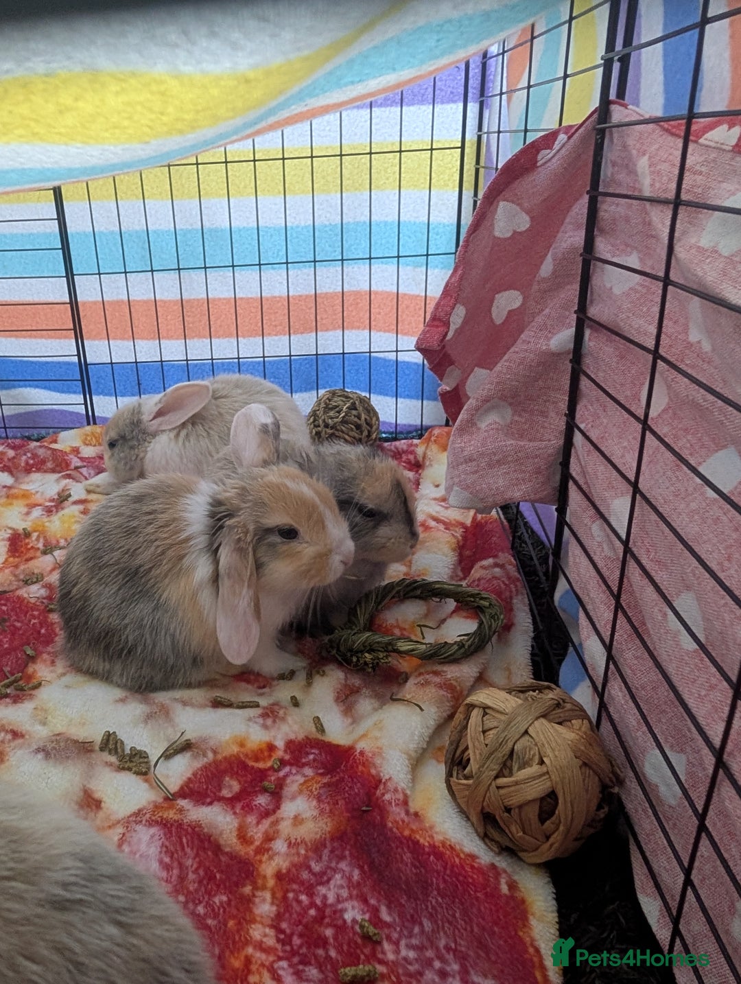 English Lop rabbits for sale: Beautiful baby bunnies  - Image 2