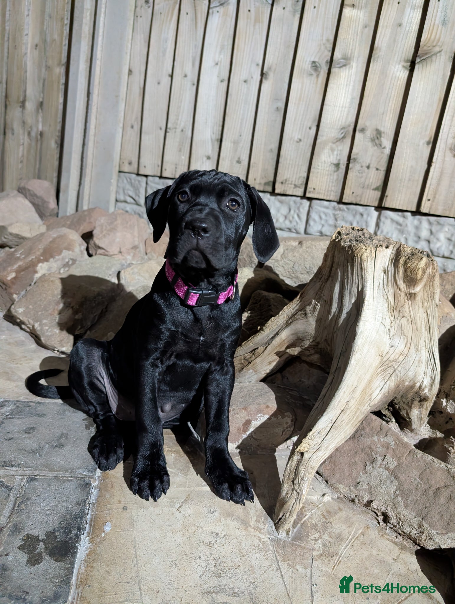 Cane Corso dogs Black female cane corsos.. 10 weeks old  - Advert 1