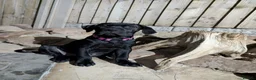 Cane Corso dogs for sale: Black female cane corsos puppies  - Advert 13