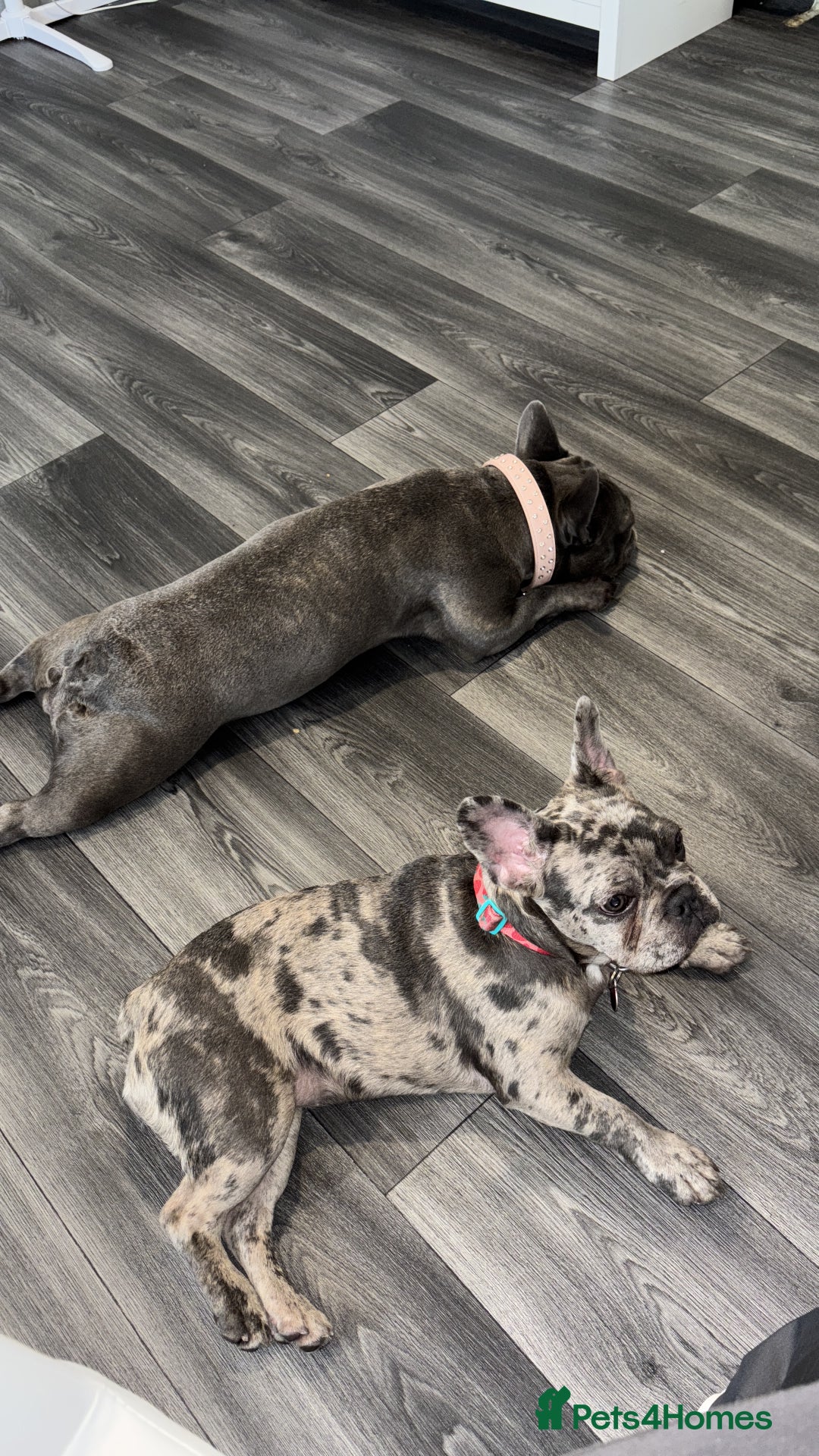 French Bulldog dogs for sale: Merle french bulldog  - Image 9