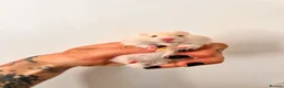 Hamster rodents for sale: Baby syrian hamsters  - Advert 4