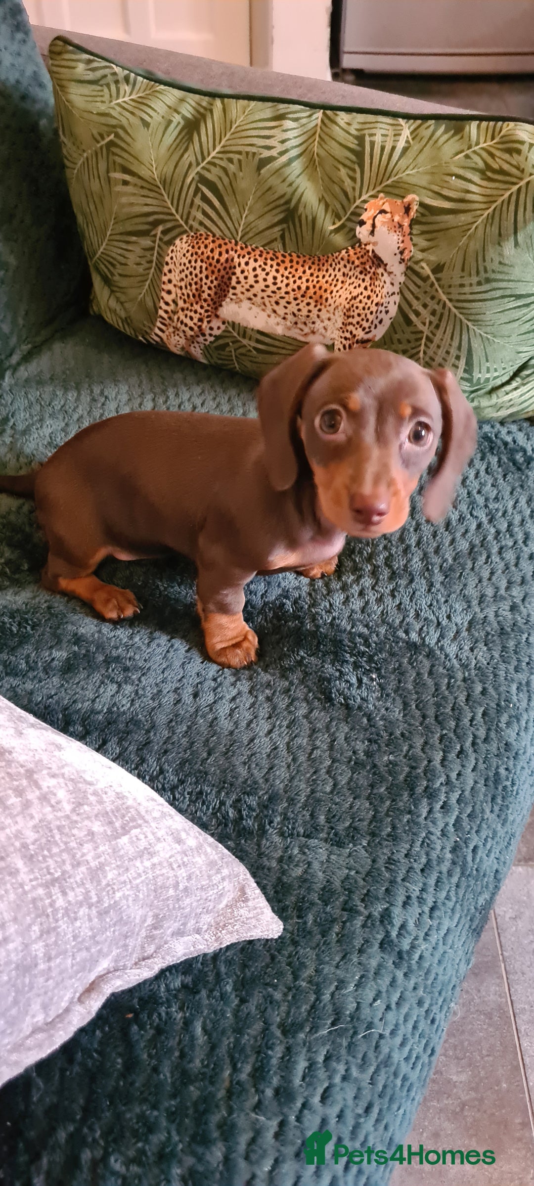 Miniature Dachshund dogs for sale: Last female kc reg choc and tan smooth haired - Advert 7