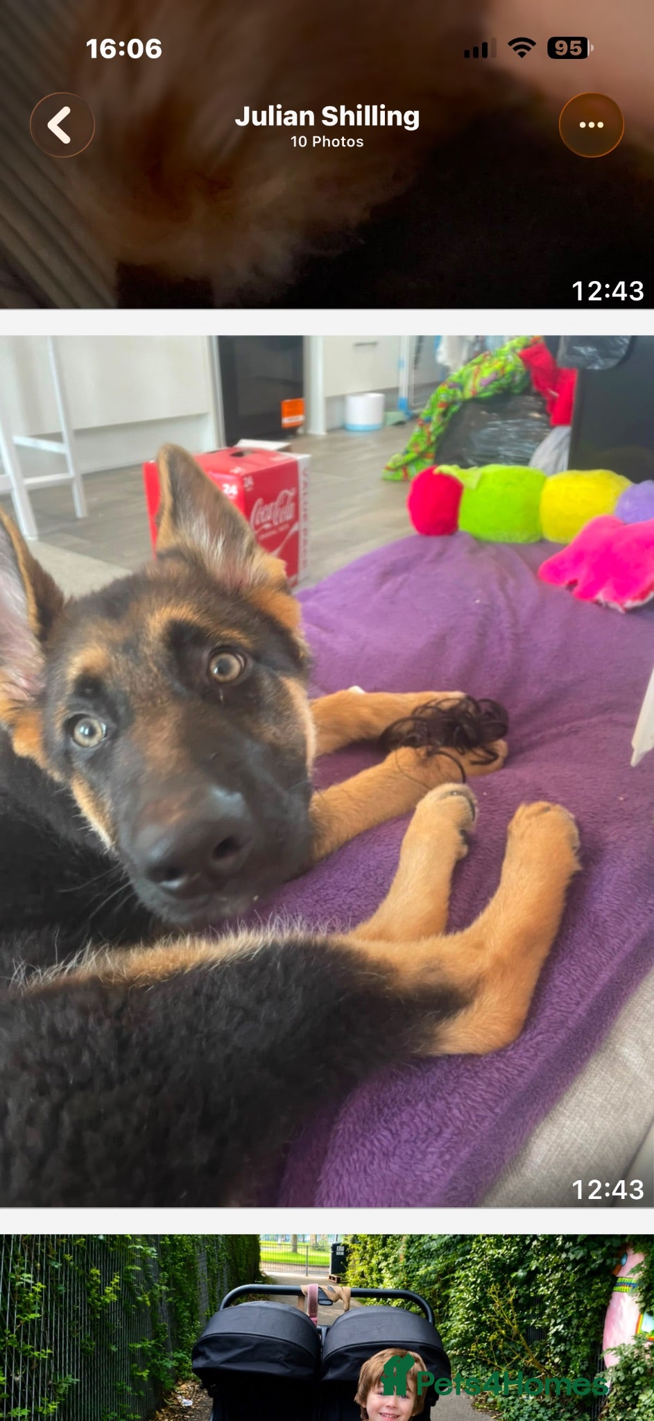 German Shepherd dogs Bear blue - Advert 6
