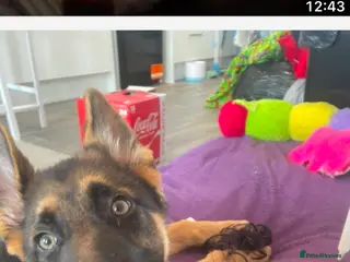 German Shepherd dogs Bear blue - Advert 6