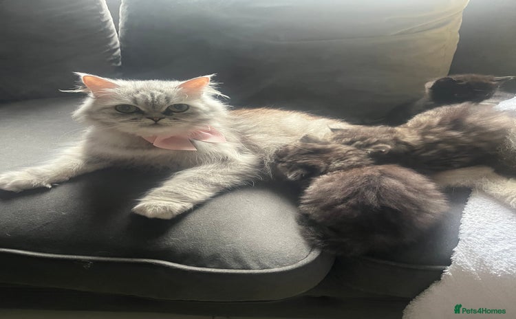Persian cats - Advert 13