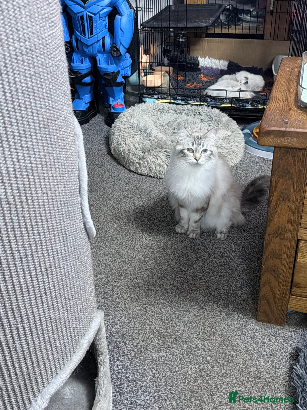 Ragdoll cats for sale: Special Ragdoll babies  - Advert 26