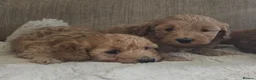 Cockapoo dogs for sale: Licenced breeder, red f1b cockapoo litter - Advert 13