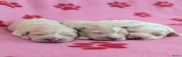 Maltipoo dogs for sale: Toy Maltipoo puppies - DNA health tested parents! - Advert 8