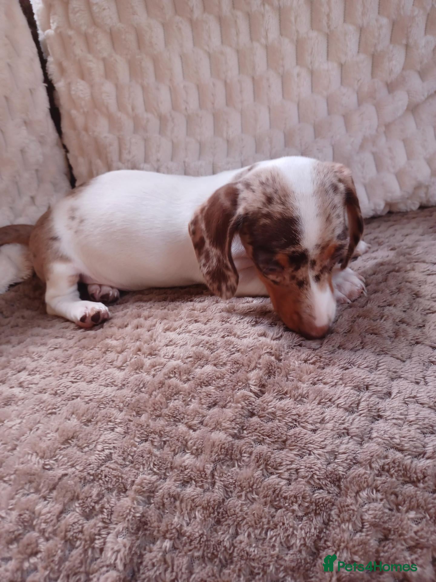 Dachshund dogs Last 2 remaining 1boy & 1 girl mini dashuand pups  - Advert 2