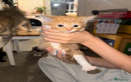 Mixed Breed cats for sale: Male ginger and white male  - Image 5