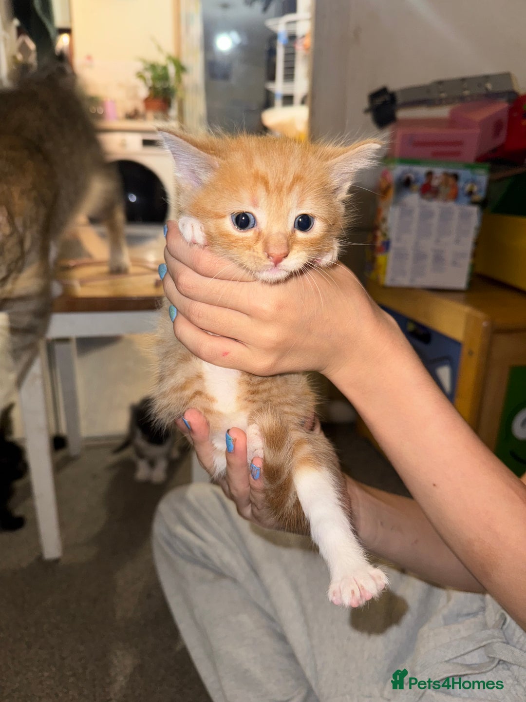 Mixed Breed cats for sale: Male ginger and white male  - Image 5